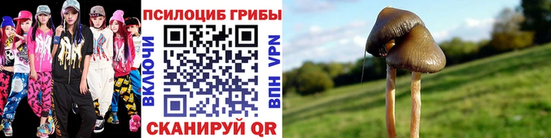 кракен зеркало  Кочубеевское  Псилоцибиновые грибы Cubensis 